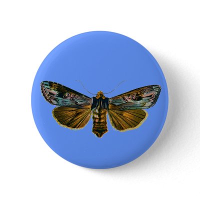 Calocampa vetusta button by FlutterByButterfly