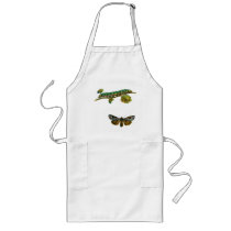 Calocampa vetusta caterpillar and Adult Apron