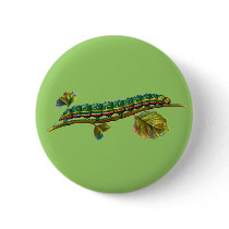 Calocampa vetusta caterpillar buttons