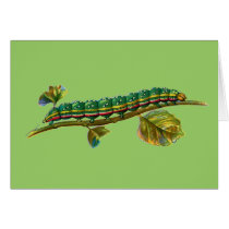 Calocampa vetusta caterpillar cards