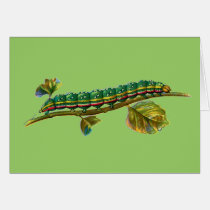 Calocampa vetusta caterpillar cards
