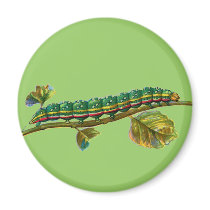 Calocampa vetusta caterpillar magnets