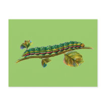 Calocampa vetusta caterpillar postcards