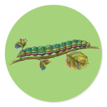 Calocampa vetusta caterpillar stickers