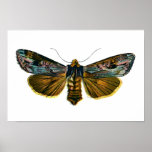 Calocampa vetusta print