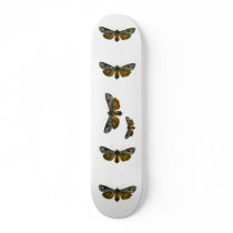 Calocampa vetusta skateboards