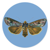 Calocampa vetusta stickers