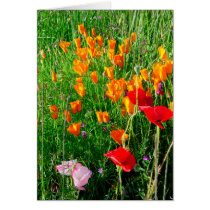 CalPoppies cards