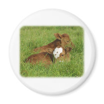 Calves 9B48D-11 magnets by TraffordPhotos Calves 9B48D-11 magnets