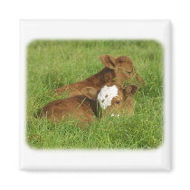 Calves 9B48D-11 magnets by TraffordPhotos Calves 9B48D-11 magnets