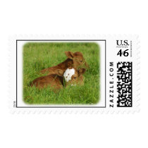 Calves 9B48D-11 postage