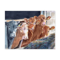 Calves at Brunch Postcards by mozache Calves at Brunch Postcards