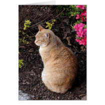 Calvin in the Garden cards