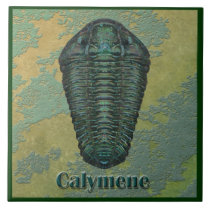 Calymene Niagarensis Fossil Trilobite tiles