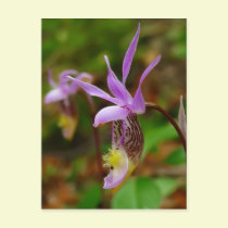 Calypso Bulbosa postcards