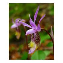 Calypso Bulbosa posters by designcreatology Calypso Bulbosa posters