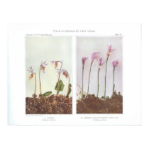 Calypso - Cytherea bulbosa posters