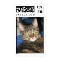 Calypso Kitty Sass Stamp