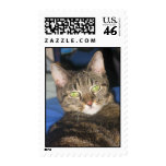 Calypso Kitty Sass Stamp