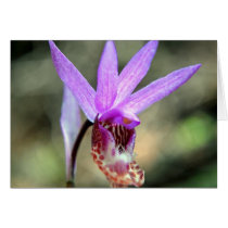Calypso Orchid - Card by GardenDelightsArts Calypso Orchid - Card