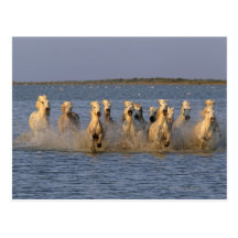 Camargue Horse (Equus caballus) Post Card