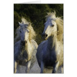 Camargue Spray Horse Greeting Card