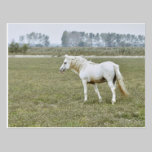 Camargue stallion postcards