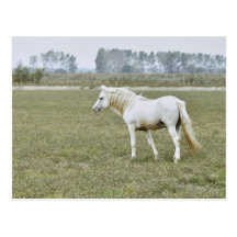 Camargue stallion post card