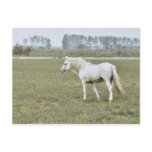 Camargue stallion post card