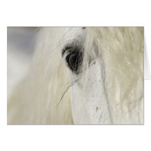 Camargue Stallion's Eye Horse Greeting Card