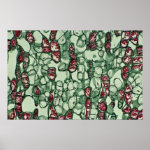 Cambium Cells Poster Cambium Cells Poster
