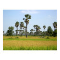 Cambodia Rice Field posters