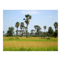 Cambodia Rice Field posters by mogplus5 Cambodia Rice Field posters