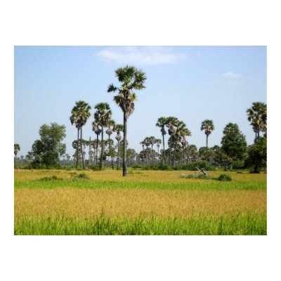 Cambodia Rice Field Posters by mogplus5