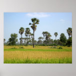 Cambodia Rice Field posters