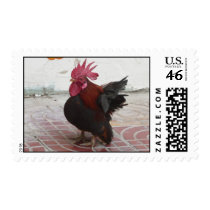 Cambodian Bantam Rooster Postage Stamp