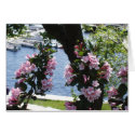 Camden Maine cards