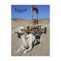 Camel and Cart - Egypt Postcard postcard