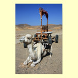 Camel and Cart - Poster posters