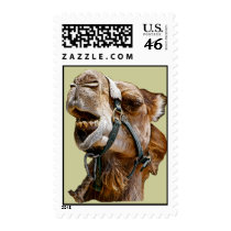 Camel Animal US Postage Stamps