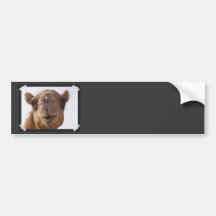 Camel Bumper Stickers