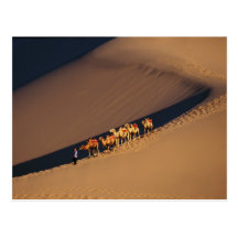 Camel caravan on the desert, Dunhuang, Gansu Post Card