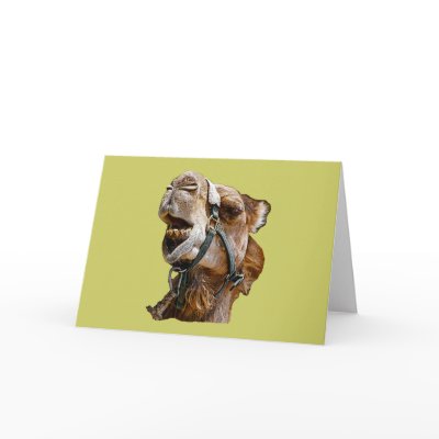 Camel Cards by kphotos