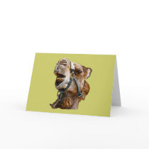 Camel cards by kphotos Camel cards
