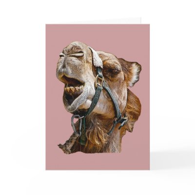 Camel Greeting Cards by kphotos