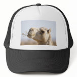 Camel chewing desert flowers trucker hat