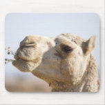 Camel chewing desert flowers mousepad