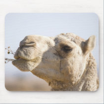 Camel chewing desert flowers mousepads
