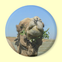 Camel chewing flowers magnets by Yarijik Camel chewing flowers magnets