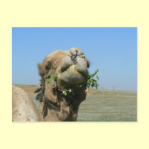 Camel chewing flowers postcards by Yarijik Camel chewing flowers postcards